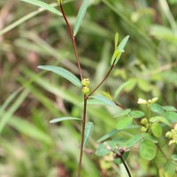 Microstachys chamaelea (L.) Müll.Arg.